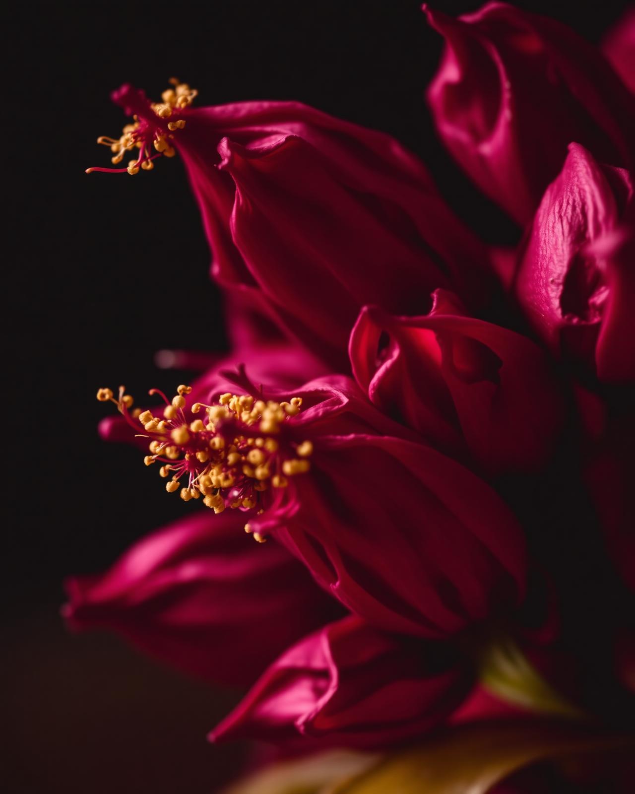 Hibiscus Calyces